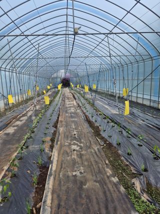 왕자농원님의 양배추 · 영농일지 작성글 사진