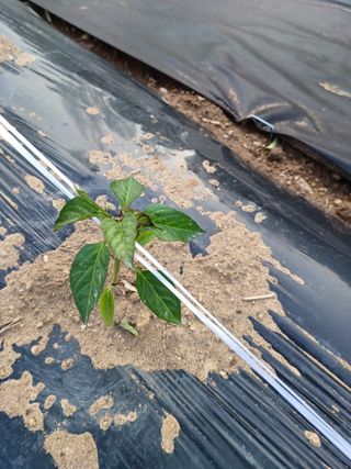 비호짱님의 고추 · 영농일지 작성글 사진