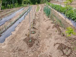 향양농장 사랑합니다님의 오이 · 영농일지 작성글 사진