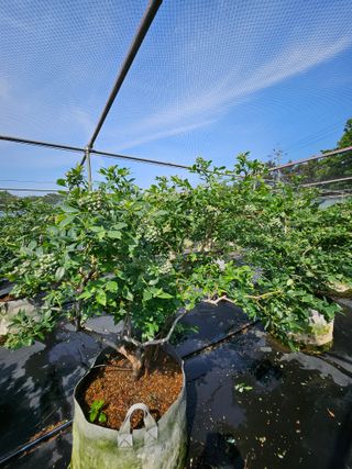 제주 지안이네농장님의 블루베리 · 영농일지 작성글 사진