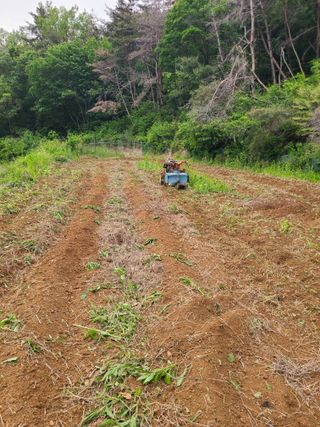 만청님의 들깨 · 영농일지 작성글 사진