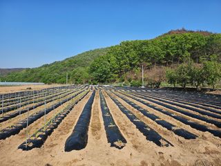 권다갈님의 고추 · 영농일지 작성글 사진