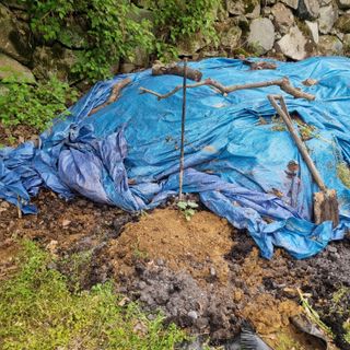돌담향기님의 기타작물 · 영농일지 작성글 사진