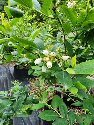 밀양달콤팜님의 블루베리 · 영농일지 작성글 사진