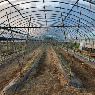 유원준님의 고추 · 영농일지 작성글 사진