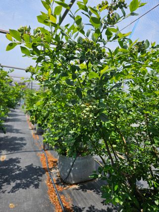 제주 지안이네농장님의 블루베리 · 영농일지 작성글 사진