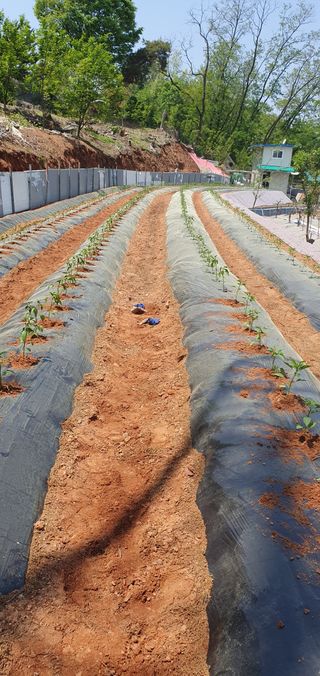 오누이님의 기타작물 · 영농일지 작성글 사진