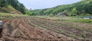 최용한님의 콩 · 영농일지 작성글 사진