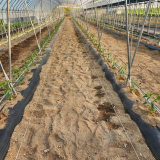 유원준님의 고추 · 영농일지 작성글 사진