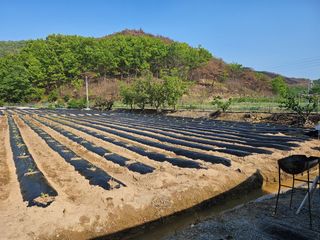 권다갈님의 고추 · 영농일지 작성글 사진