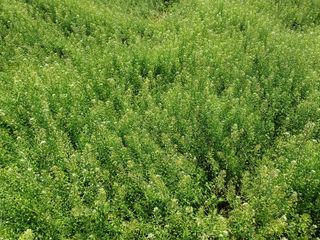 김명복님의 기타작물 · 영농일지 작성글 사진