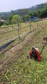 팜모닝 기타작물·영농일지 게시글 이미지