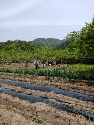 향양농장 사랑합니다님의 오이 · 영농일지 작성글 사진