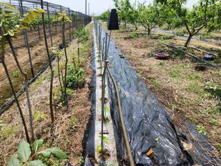 꿀복이농장님의 복숭아 · 영농일지 작성글 사진