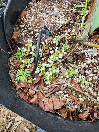 밀양달콤팜님의 블루베리 · 영농일지 작성글 사진