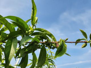 꿀복이농장님의 복숭아 · 영농일지 작성글 사진