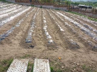 금복주님의 기타작물 · 영농일지 작성글 사진