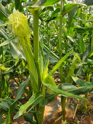 강선미님의 기타작물 · 영농일지 작성글 사진