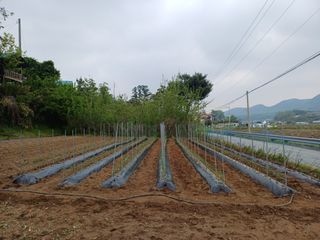 인산님의 기타작물 · 영농일지 작성글 사진