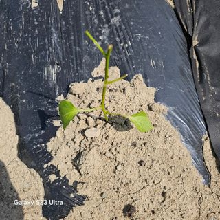 박용열조물주님 님의 기타작물 · 영농일지 작성글 사진