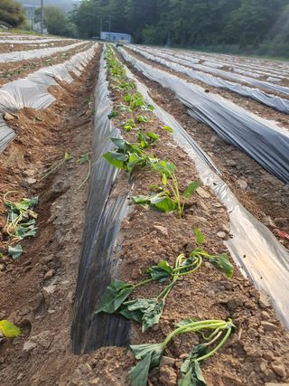 엘림농장님의 고구마 · 영농일지 작성글 사진