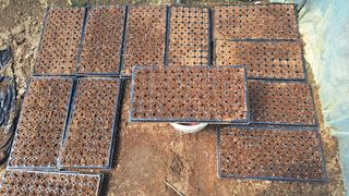 가야산도사님의 참깨 · 영농일지 작성글 사진