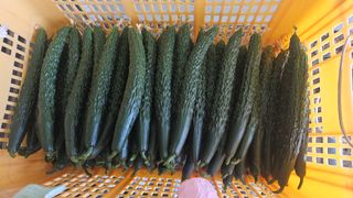 김명숙님의 오이 · 영농일지 작성글 사진