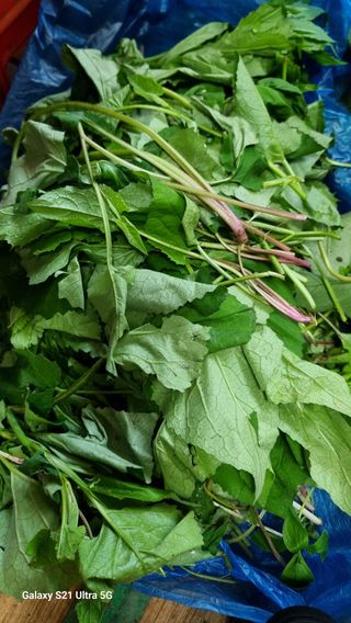 김금순자연산약초님의 기타작물 · 영농일지 작성글 사진