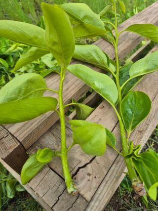 최진일님의 감 · 영농일지 작성글 사진