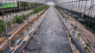 장기수님의 기타작물 · 영농일지 작성글 사진