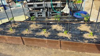 김호열님의 고추 · 영농일지 작성글 사진