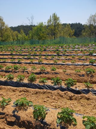 엘림농장님의 옥수수 · 영농일지 작성글 사진