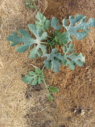 신종균님의 기타작물 · 영농일지 작성글 사진