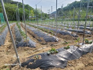 정창훈님의 옥수수 · 영농일지 작성글 사진