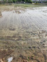 팜모닝 벼·영농일지 게시글 이미지