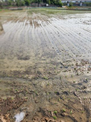  청계유정란 박진균님의 벼 · 영농일지 작성글 사진