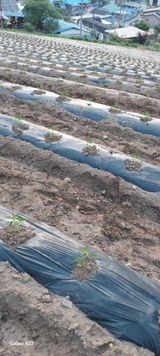 팜모닝 고추·영농일지 게시글 이미지