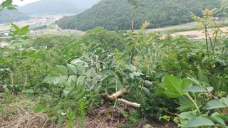 유병욱님의 두릅 · 영농일지 작성글 사진