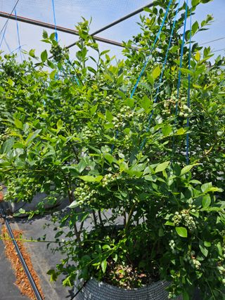 제주 지안이네농장님의 기타작물 · 영농일지 작성글 사진