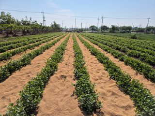 우리농원님의 사과 · 영농일지 작성글 사진