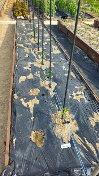 김호열님의 고추 · 영농일지 작성글 사진