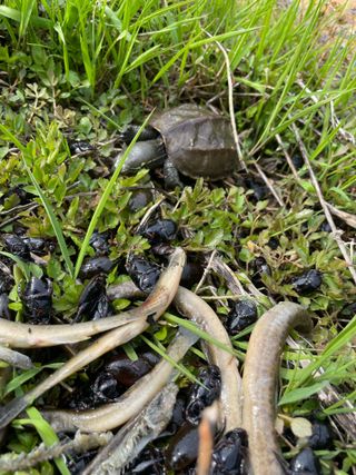 별@노래농장(정씨)님의 벼 · 영농일지 작성글 사진