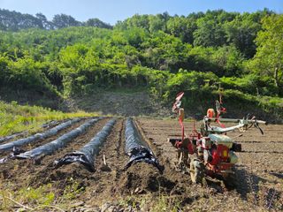 윤자용11대임후회장님의 고추 · 영농일지 작성글 사진