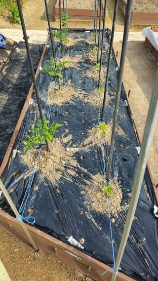 김호열님의 고추 · 영농일지 작성글 사진