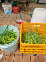 팜모닝 마늘·영농일지 게시글 이미지