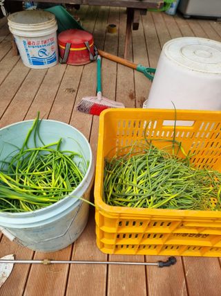 라온베리님의 마늘 · 영농일지 작성글 사진