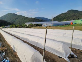 이석기님의 고추 · 영농일지 작성글 사진