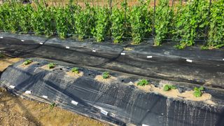 김호열님의 고추 · 영농일지 작성글 사진