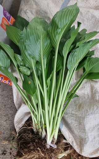 김금순자연산약초님의 기타작물 · 영농일지 작성글 사진