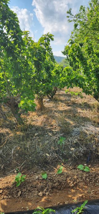 최군환님의 기타작물 · 영농일지 작성글 사진